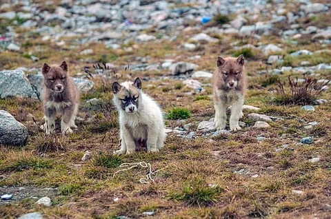 Greenland Dog ภาพโดยคุณ Jerzy Strzelecki