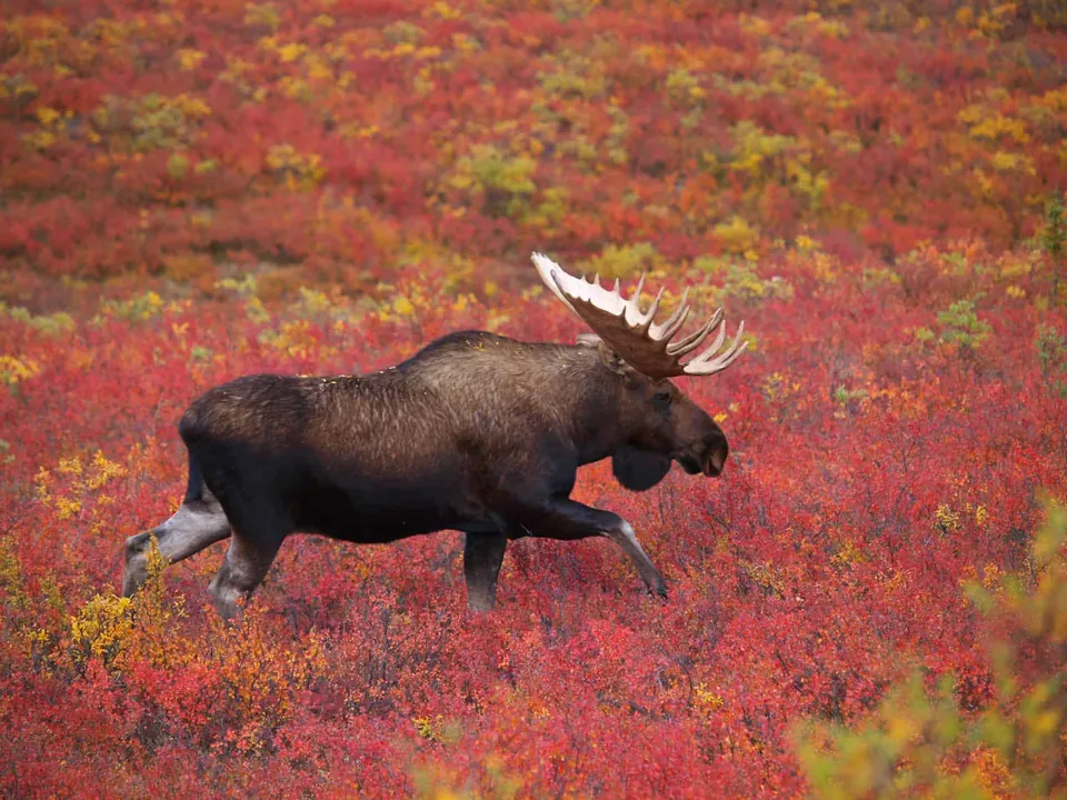 กวางมูส (Moose) ตัวใหญ่มีเขาขนาดใหญ่กำลังวิ่งผ่านทุ่งหญ้าที่มีพุ่มไม้สีแดงและสีเหลือง