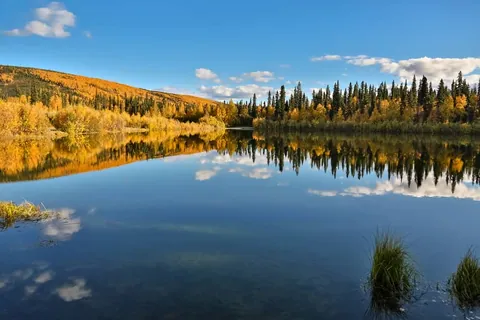 แม่น้ำชีนา (Chena River) น้ำนิ่งสะท้อนภาพต้นไม้สีเหลืองทองและป่าสนบนเนินเขาใต้ท้องฟ้าสีฟ้า