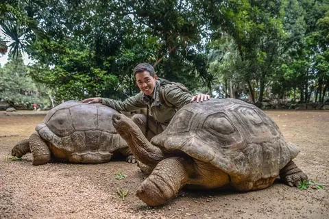 ชายคนหนึ่งนั่งคุกเข่าระหว่างเต่าขนาดใหญ่สองตัวที่มีกระดองสีน้ำตาลบนพื้นดิน โดยมีต้นไม้สีเขียวเป็นฉากหลัง