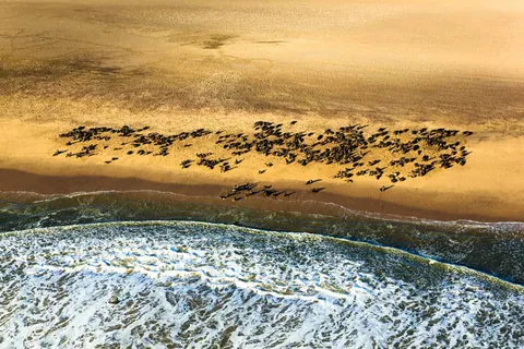 ภาพมุมสูงของฝูงแมวน้ำเคปเปอร์ซีล (Cape Fur Seal) จำนวนมากนอนอยู่บนหาดทรายสีทองริมทะเลที่มีคลื่นสีขาว