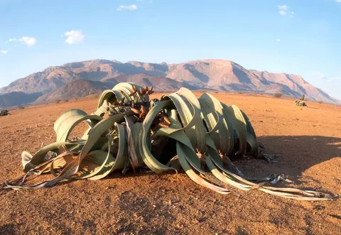 พืช Welwitschia ที่มีใบกว้างยาวหลายเส้นแผ่กระจายอยู่บนพื้นดินทรายสีน้ำตาล มีภูเขาหินเป็นฉากหลังภายใต้ท้องฟ้าสีฟ้า