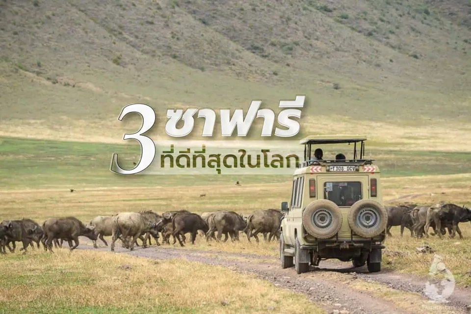 รถออฟโรดสีเบจจอดอยู่บนถนนดินในทุ่งหญ้า มีฝูงสัตว์คล้ายวัวป่าเดินอยู่ด้านข้าง และข้อความภาษาไทย "3 ชาฟาร์ ที่ดีที่สุดในโลก" ปรากฏอยู่กลางภาพ