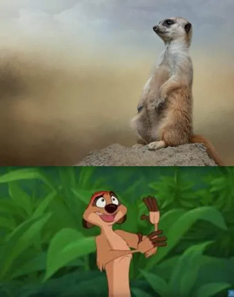 ภาพเปรียบเทียบสองส่วน: ด้านบนเป็นเมียร์แคทจริงยืนบนหิน ส่วนล่างเป็นตัวละคร Timon จากการ์ตูนยืนท่าทางคล้ายกัน