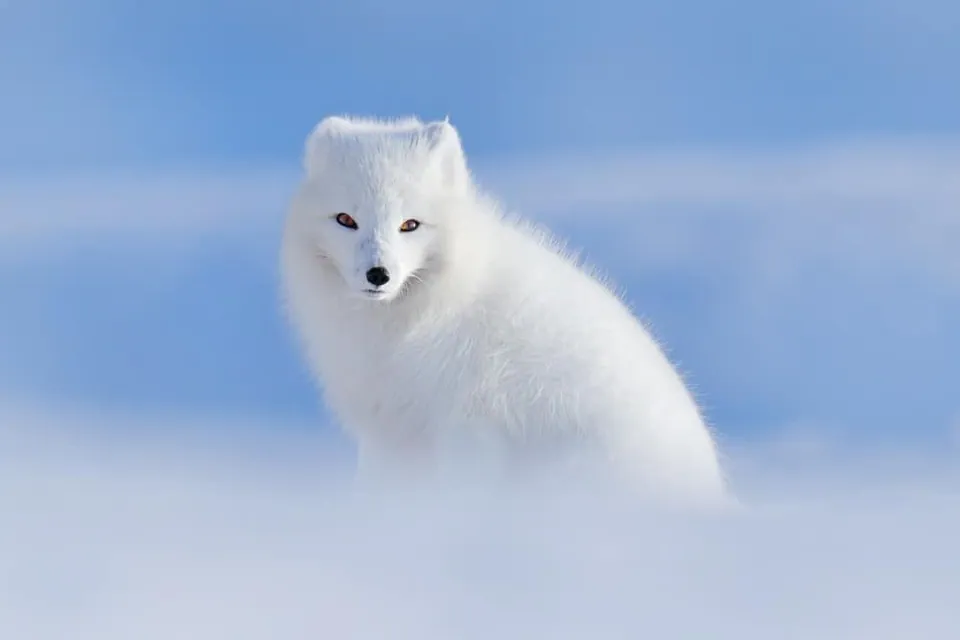 จิ้งจอกอาร์กติก (Arctic Fox) ขนสีขาวทั้งตัว กำลังนั่งอยู่บนพื้นหิมะโดยมีพื้นหลังเป็นสีฟ้า