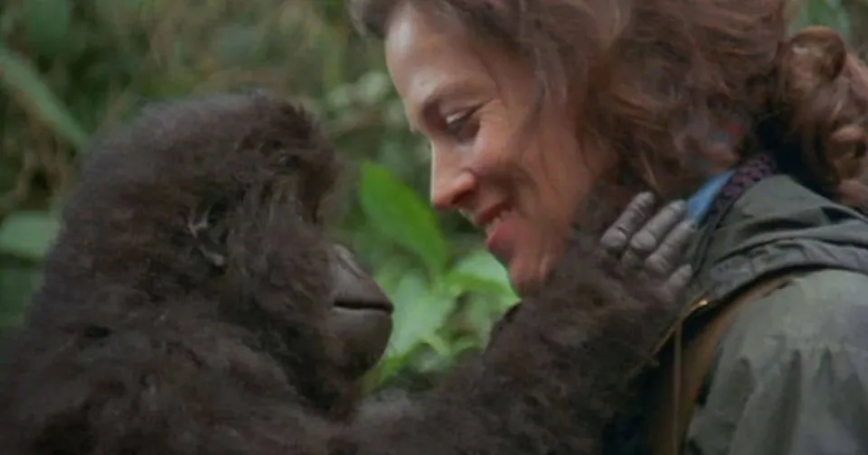 ภาพจากภาพยนตร์เรื่อง Gorillas in the Mist แสดงหญิงผมหยิกกำลังจับแก้มของกอริลลาขนดำในป่า