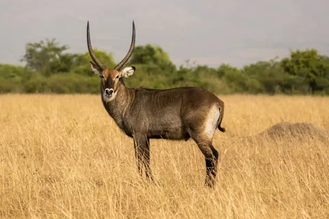 กวาง Waterbuck ตัวผู้ยืนอยู่ในทุ่งหญ้าสีเหลืองทอง มีเขาโค้งยาวและขนสีน้ำตาล
