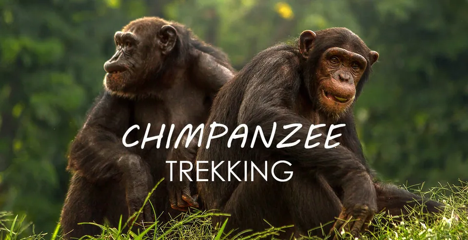 ลิงชิมแปนซีสองตัวนั่งอยู่บนพื้นหญ้าสีเขียว มีตัวอักษรสีขาวเขียนว่า 'CHIMPANZEE TREKKING' อยู่ตรงกลางภาพ