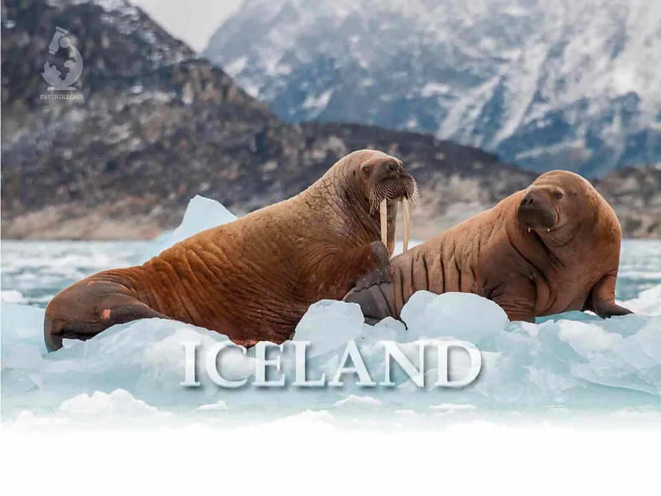 ภาพ walrus สองตัวนอนอยู่บนก้อนน้ำแข็งสีขาว โดยมีภูเขาที่มีหิมะปกคลุมเป็นฉากหลัง