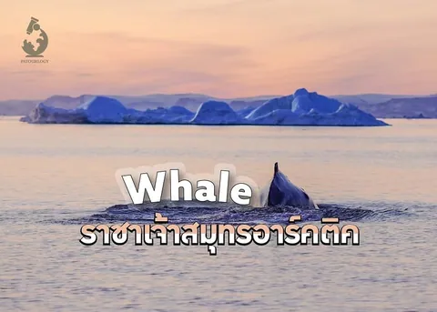 วาฬสีเข้มโผล่เหนือผิวน้ำทะเล มีภูเขาน้ำแข็งด้านหลัง และข้อความ Whale ราชาเจ้าสมุทรอาร์กติก