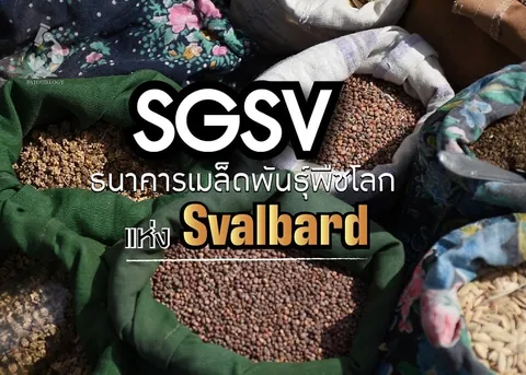ถุงผ้าหลายใบบรรจุเมล็ดพืชสีน้ำตาลและสีขาว วางเรียงกันพร้อมข้อความ "SGSV" และ "Svalbard" ทับอยู่
