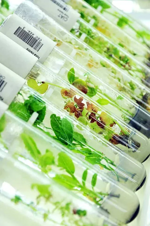 Genebank เครดิตภาพโดย CIAT