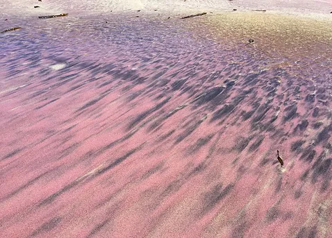 Purple_Sands เครดิตรูปภาพ : Justin Dolske