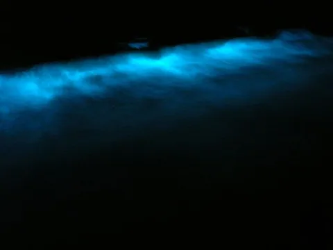 ปรากฏการณ์ชาดเรืองแสงจาก Dinoflagellate เรียกว่า bioluminescence เครดิตภาพ Jed
