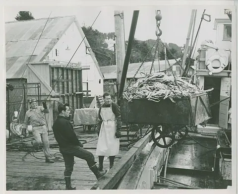 Seldovia Unloading king crab catch off fishing boat เครดิตภาพ The U.S. National Archives