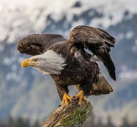 Bald Eagle (Haliaeetus_leucocephalus) เครดิตภาพโดย Andy Morffew