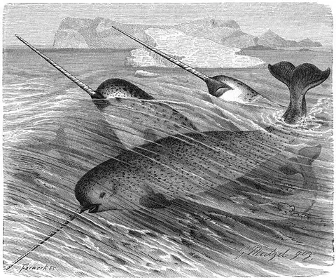 ภาพวาดลายเส้นขาวดำแสดงวาฬ narwhal หลายตัวที่มีเขายาวโผล่ขึ้นเหนือน้ำในทะเลที่มีคลื่น