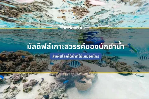 ภาพใต้น้ำแสดงแนวปะการังและปลาหลายชนิดในน้ำสีฟ้า มีตัวอักษรภาษาไทย "มัลดีฟส์เกาะสวรรค์ของนักดำน้ำ" และ "PATOURLOGY" ปรากฏอยู่กลางภาพ