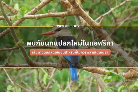 นกปากยาวสีแดงมีขนสีน้ำเงินและเทาเกาะอยู่บนกิ่งไม้ที่มีใบเขียวอ่อนเป็นพื้นหลัง
