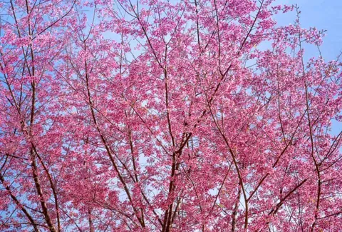 ภาพมุมมองจากด้านล่างขึ้นบนของต้นไม้ที่มีกิ่งก้านสีน้ำตาลและดอกสีชมพูจำนวนมากปกคลุมอยู่เต็มต้น โดยมีท้องฟ้าสีฟ้าอ่อนเป็นพื้นหลัง