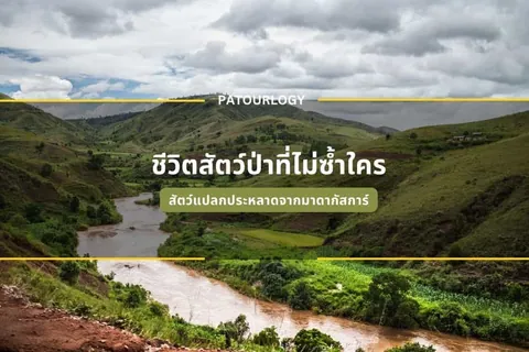 ทิวทัศน์ภูเขาเขียวขจีมีแม่น้ำสีน้ำตาลไหลผ่านกลางหุบเขา มีข้อความภาษาไทย 'ชีวิตสัตว์ป่าที่ไม่ซ้ำใคร' และ 'สัตว์แปลกประหลาดจากมาดากัสการ์' พร้อมโลโก้ PATOURLOGY