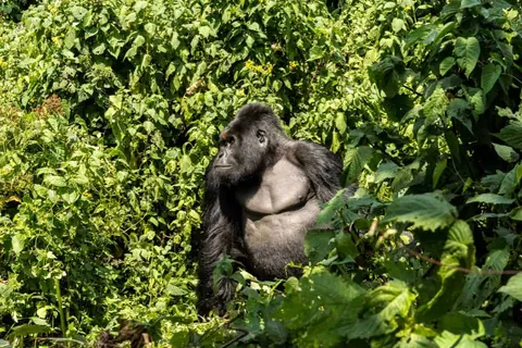 Virunga