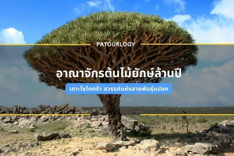 ต้นไม้ทรงกลมใหญ่ยืนเด่นบนพื้นหินแห้งแล้ง มีข้อความไทยและคำว่า PATOURLLOGY ซ้อนทับอยู่กลางภาพ