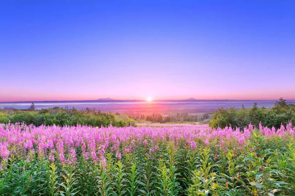 พระอาทิตย์เที่ยงคืนอลาสก้า (Alaska)