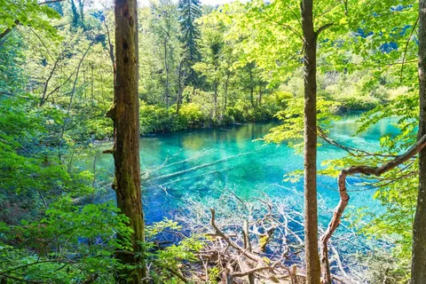 ภาพทิวทัศน์ของผืนน้ำสีฟ้าอมเขียวใสที่สะท้อนแสงแดด ล้อมรอบด้วยต้นไม้สีเขียวขจีและกิ่งไม้แห้งที่ทอดตัวอยู่ริมตลิ่ง