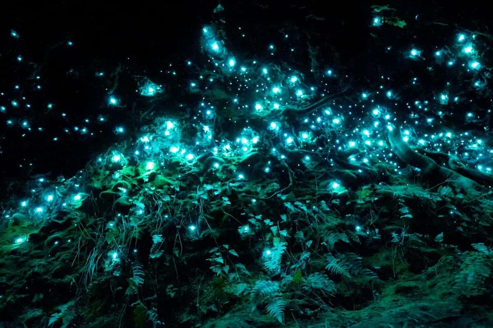 ภาพความมืดที่มีจุดแสงสีฟ้าอมเขียวจำนวนมากกระจายอยู่บนพุ่มไม้และพื้นดิน
