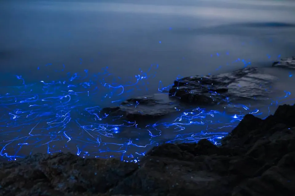 ภาพน้ำทะเลในเวลากลางคืนที่มีแสงสีฟ้าเรืองรองกระจายอยู่ตามผิวน้ำและรอบก้อนหินสีเข้มบริเวณชายฝั่ง
