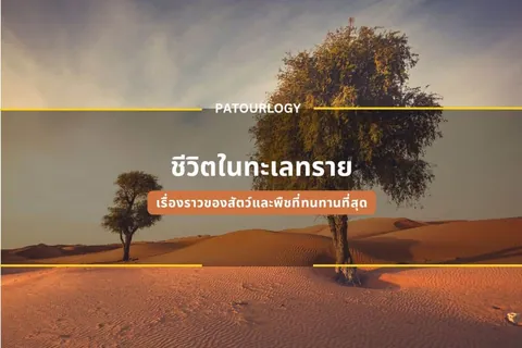 ภาพเนินทรายสีส้มที่มีต้นไม้ใหญ่ต้นหนึ่งและต้นไม้เล็กอีกต้นหนึ่งตั้งอยู่ โดยมีข้อความภาษาไทย "ชีวิตในทะเลทราย" และ "PATOURLOGY" ปรากฏอยู่กลางภาพ