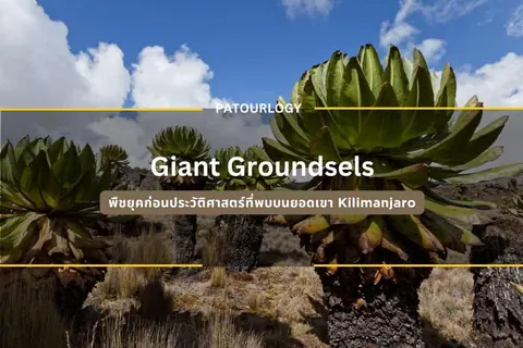 ภาพพืชใบเขียวหนาแน่นหลายต้นขึ้นบนพื้นดินสีน้ำตาล มีข้อความ "Giant Groundsels" และ "PATOURLOGY" ปรากฏบนภาพ