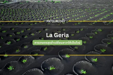 ภาพมุมสูงแสดงแปลงปลูกพืชเรียงเป็นแถวบนดินสีดำ มีข้อความ 'La Geria' และ 'PATOURLOGY' ปรากฏอยู่กลางภาพ