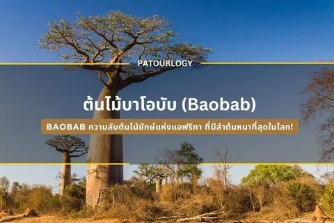 ต้นไม้ต้นใหญ่ลำต้นหนาตั้งอยู่บนพื้นดินแห้งแล้ง มีพุ่มไม้เตี้ยๆ ล้อมรอบ ใต้ท้องฟ้าสีน้ำเงิน มีข้อความ "PATOURLOGY" และ "ต้นไม้บาโอ밥 (Baobab)" ปรากฏอยู่กลางภาพ