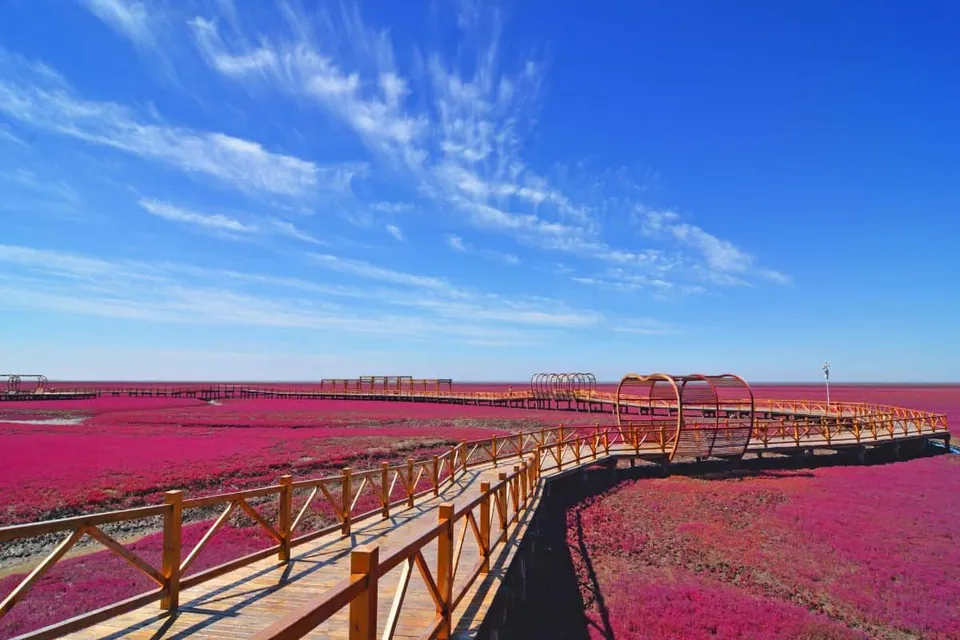 สะพานไม้สีเหลืองทอดยาวผ่านทุ่งพืชสีแดงชมพูที่กว้างใหญ่ไพศาล ใต้ท้องฟ้าสีน้ำเงินเข้มที่มีเมฆบางเบา