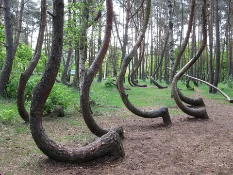 Crooked Forest