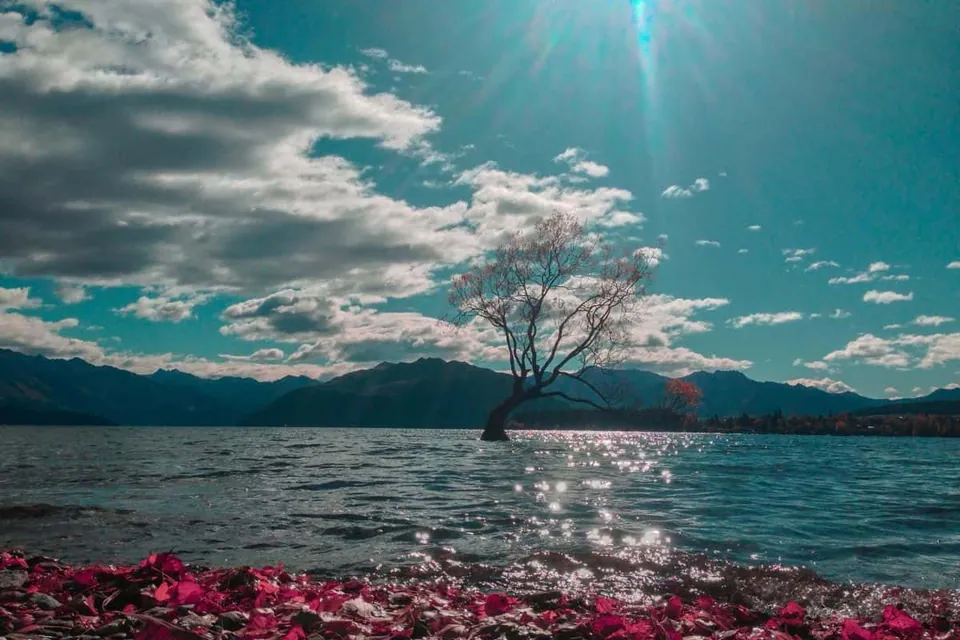 Wanaka Tree