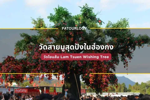 ต้นไม้ใหญ่ที่มีใบเขียวและกิ่งก้านแขวนด้วยป้ายสีแดงจำนวนมาก มีผู้คนยืนอยู่ด้านล่าง และมีข้อความ "Lam Tsuen Wishing Tree" ปรากฏบนภาพ