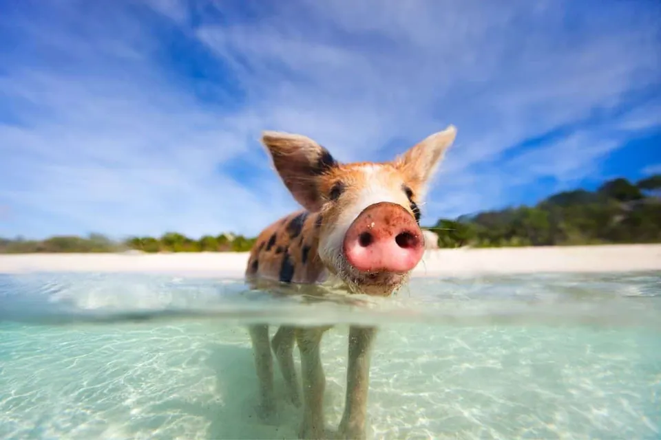 ภาพครึ่งน้ำครึ่งบกของหมูสีน้ำตาลลายจุดดำกำลังยืนอยู่ในน้ำทะเลใสสีฟ้าอ่อน โดยมีหาดทรายขาวและท้องฟ้าสีฟ้าเป็นฉากหลัง