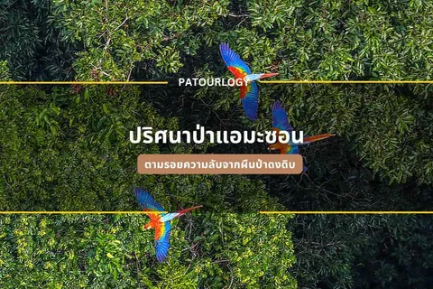 นกสามตัวที่มีขนสีฟ้า แดง และเหลือง กำลังบินอยู่เหนือพื้นหลังของพุ่มไม้สีเขียวเข้ม