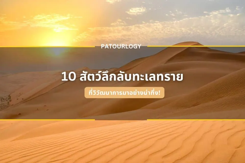 ภาพเนินทรายสีทองที่มีลวดลายคลื่นซ้อนทับกัน ใต้ท้องฟ้าสีส้มอมเหลืองจากแสงอาทิตย์ พร้อมข้อความภาษาไทย '10 สไตล์คลิปทะเลทราย' และ 'PATOURLOGY' อยู่ตรงกลาง