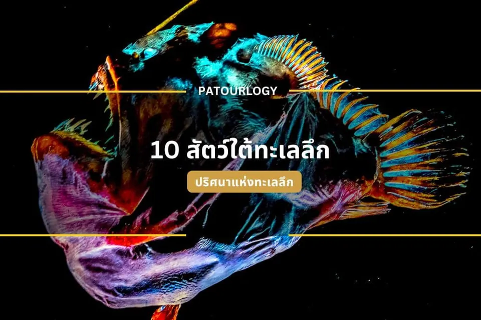ภาพกราฟิกปลาที่มีสีสันสดใสบนพื้นหลังสีดำ พร้อมข้อความ "PATOURLOGY" และ "10 สัตว์ที่ทะเลลึก"