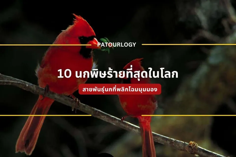 นกสีแดงสองตัวเกาะอยู่บนกิ่งไม้ มีข้อความภาษาไทยว่า '10 นกพิษร้ายที่สุดในโลก' และ 'PATOURLOGY' อยู่บนภาพ
