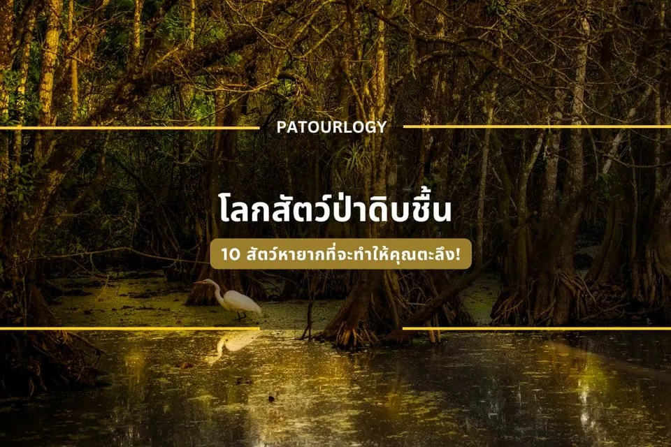 ภาพป่าชายเลนที่มีน้ำขังและนกสีขาวตัวหนึ่งยืนอยู่ริมตลิ่ง พร้อมข้อความ "PATOURLOGY" และ "โลกสัตว์ป่าดิ้นชึ้น" ปรากฏอยู่กลางภาพ