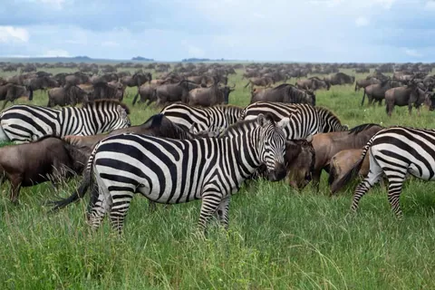 แอฟริกา ซาฟารีแห่งเซเรนเกติ (Serengeti National Park)