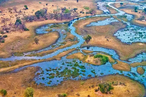 แอฟริกา แดลตาโอโควันโก (Okavango Delta)