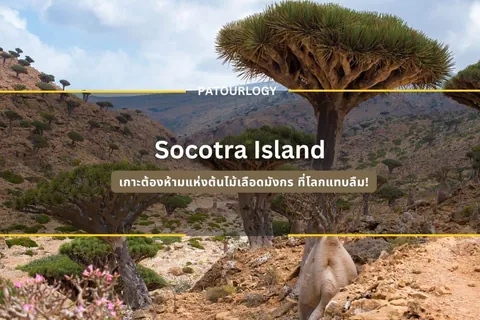 ภาพทิวทัศน์ภูเขาหินแห้งแล้งที่มีต้นไม้ทรงพุ่มกลมกระจายอยู่ มีข้อความ "Socotra Island" และ "PATOURLOGY" แสดงอยู่กลางภาพ