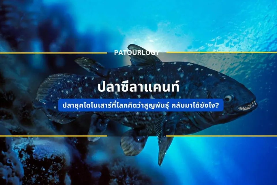 ภาพปลาขนาดใหญ่สีดำมีจุดขาวว่ายในน้ำสีฟ้า มีข้อความภาษาไทย 'ปลาฉลามเคนท์' และ 'PATOURLODY' ซ้อนอยู่ด้านบน