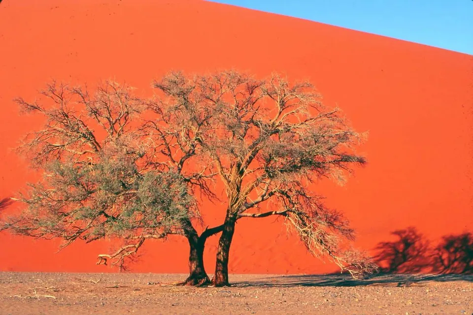 ต้นอะเคเซีย (Acacia)